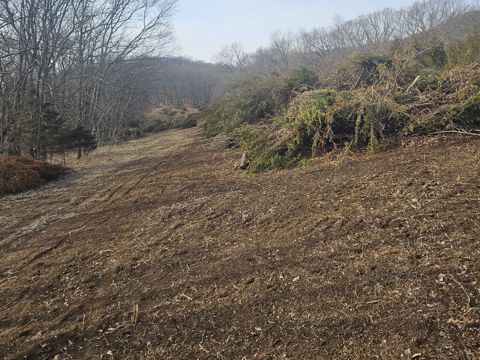 Land Clearing